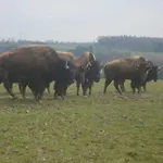 Les Brimbelles By Interhome Apartment *